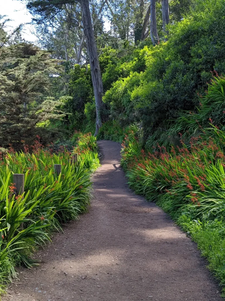 Chemin dans la nature pour se reconnecter a soi gestalt therapie