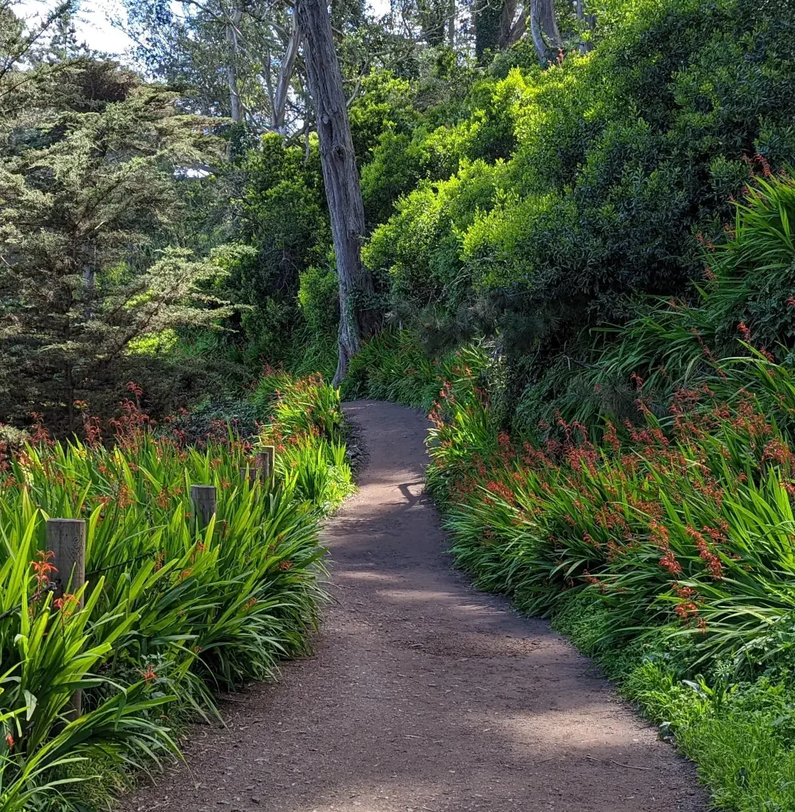 Chemin dans la nature pour se reconnecter a soi gestalt therapie